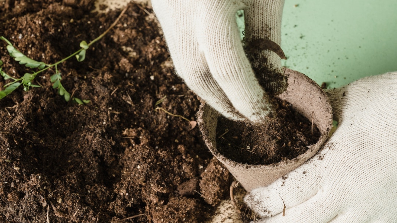 pexels-lara-jameson-9324368