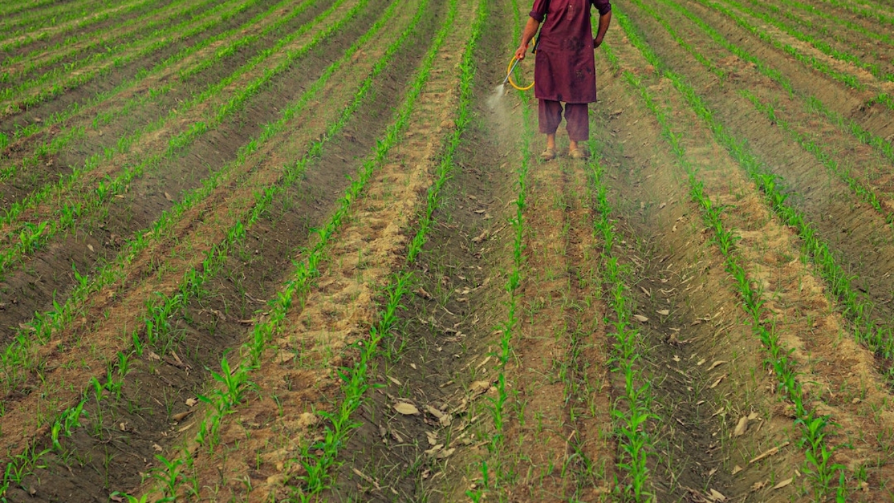 pexels-tehmasip-khan-11731215