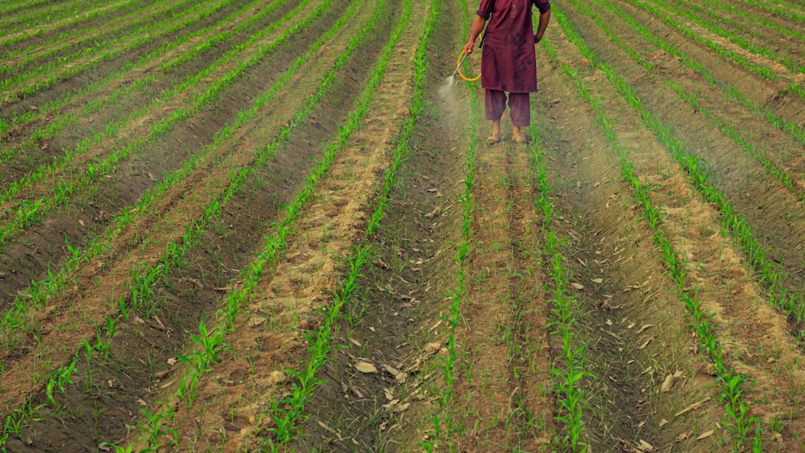 pexels-tehmasip-khan-11731215