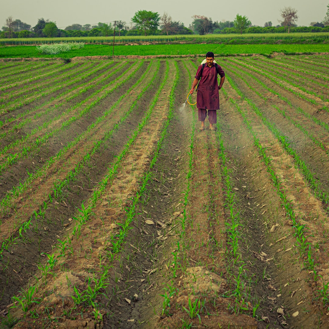 pexels-tehmasip-khan-11731215